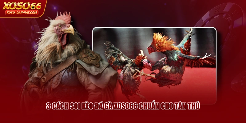 Soi Kèo Đá Gà XOSO66 - Những Thông Tin Tân Thủ Cần Biết 3 3 cách soi kèo đá gà XOSO66 chuẩn cho tân thủ