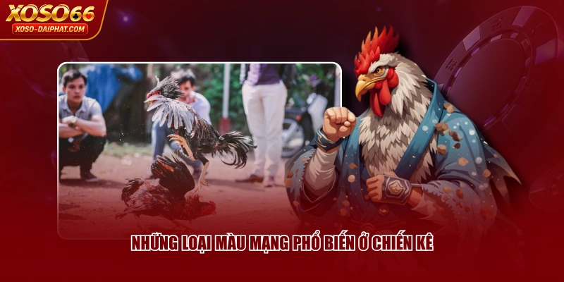 Màu Mạng Đá Gà - Hướng Dẫn Cách Xem Và Ý Nghĩa Cụ Thể 3 Những loại màu mạng phổ biến ở chiến kê
